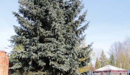 Пансионат "Десна"